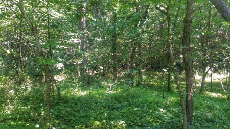 Decatur County, Iowa  Hunting Land for Sale at Auction - image 3