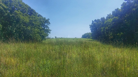 Decatur County, Iowa  Hunting Land for Sale at Auction - image 7