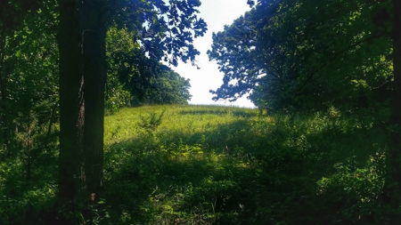 Decatur County, Iowa  Hunting Land for Sale at Auction - image 6