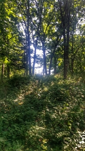 Decatur County, Iowa  Hunting Land for Sale at Auction - image 5