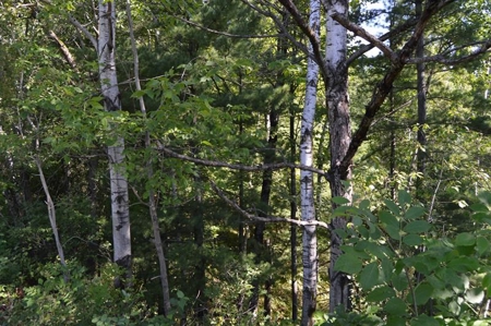 Menominee River Multi Lot Auction in Florence WI. Online Onl - image 48