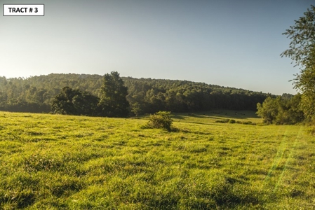 90 Acres Being Sold At Absolute Auction in Floyd VA! - image 11