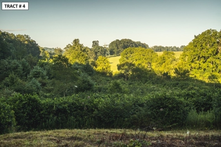 17 Acre Building Site for Sale at Auction in Floyd VA! - image 2