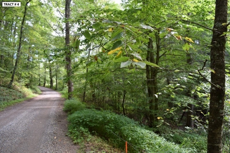 17 Acre Building Site for Sale at Auction in Floyd VA! - image 19