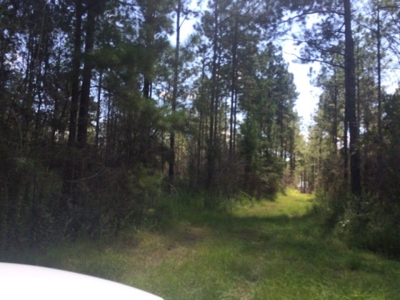 Timberland and Hunting Land Pearl River Ms - image 4