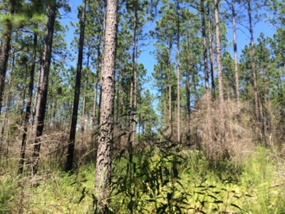 Timberland and Hunting Land Pearl River Ms - image 7