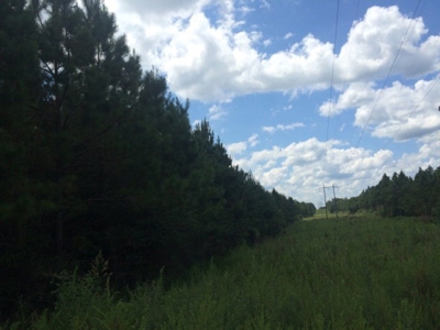 Timberland and Hunting Land Pearl River Ms - image 15