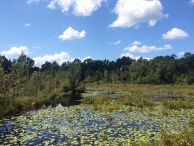 Timberland and Hunting Land Pearl River Ms - image 12
