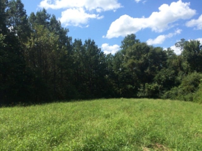 Timberland and Hunting Land Pearl River Ms - image 13