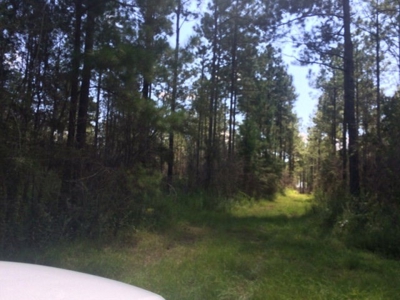 Timberland and Hunting Land Pearl River Ms - image 5