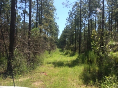Timberland and Hunting Land Pearl River Ms - image 3