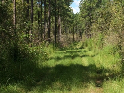 Timberland and Hunting Land Pearl River Ms - image 14