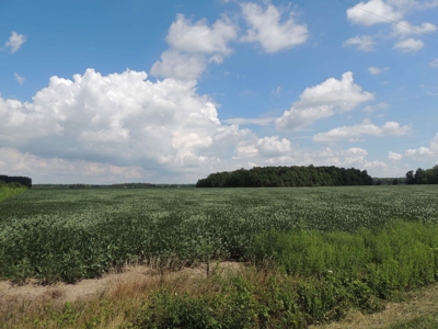 Farmland, Residential & Recreational Hunting Real Estate - image 8