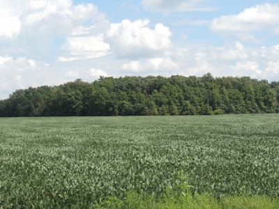 Farmland, Residential & Recreational Hunting Real Estate - image 21