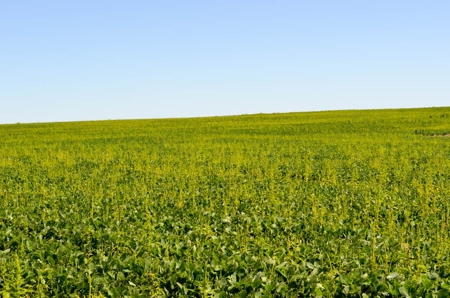 162± Acres of Farmland & Pasture in Ottawa County, Kansas - image 6
