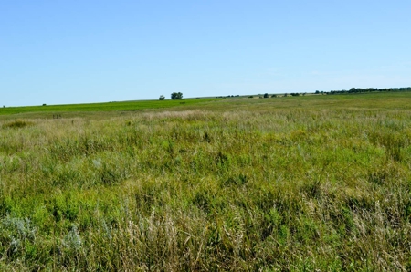 162± Acres of Farmland & Pasture in Ottawa County, Kansas - image 4