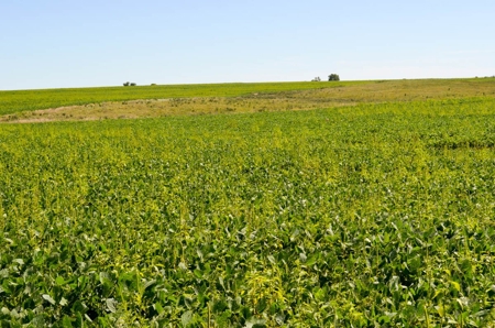 162± Acres of Farmland & Pasture in Ottawa County, Kansas - image 5