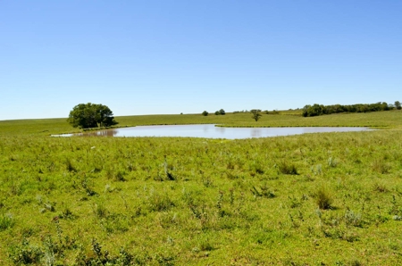 321± Acres of Farmland & Pasture in Ottawa County, Kansas - image 15