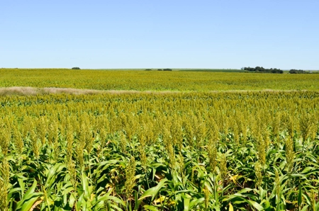 321± Acres of Farmland & Pasture in Ottawa County, Kansas - image 6