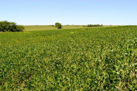 321± Acres of Farmland & Pasture in Ottawa County, Kansas - image 14