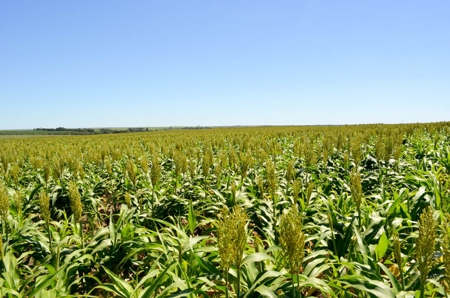 321± Acres of Farmland & Pasture in Ottawa County, Kansas - image 2