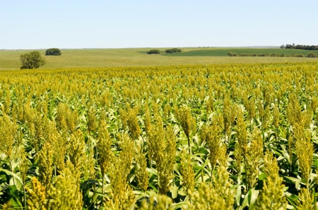 321± Acres of Farmland & Pasture in Ottawa County, Kansas - image 3