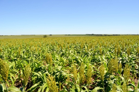 321± Acres of Farmland & Pasture in Ottawa County, Kansas - image 1