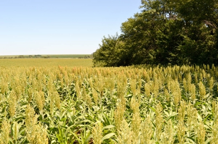 321± Acres of Farmland & Pasture in Ottawa County, Kansas - image 8