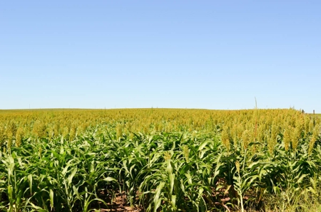 321± Acres of Farmland & Pasture in Ottawa County, Kansas - image 12