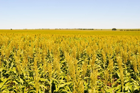 321± Acres of Farmland & Pasture in Ottawa County, Kansas - image 7