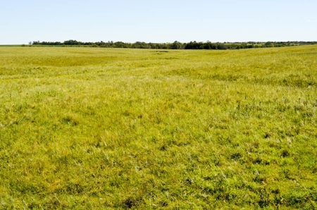321± Acres of Farmland & Pasture in Ottawa County, Kansas - image 4