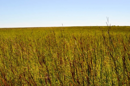 313± Acres of CRP & Pasture Land Auction For Sale in Kansas - image 12