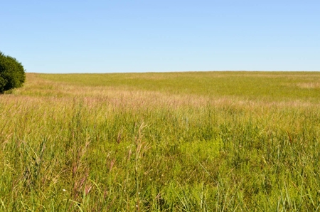313± Acres of CRP & Pasture Land Auction For Sale in Kansas - image 8