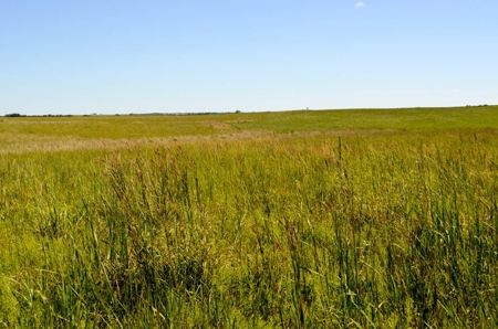 313± Acres of CRP & Pasture Land Auction For Sale in Kansas - image 6