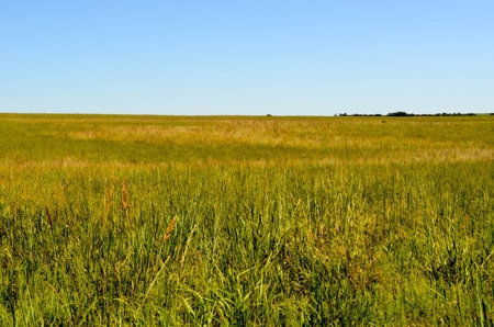 313± Acres of CRP & Pasture Land Auction For Sale in Kansas - image 7