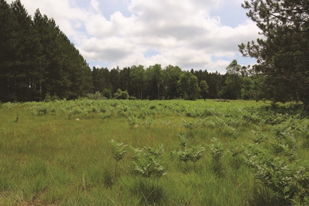 Michigan Recreational Property for Sale | NeBoShone Ranch - image 7