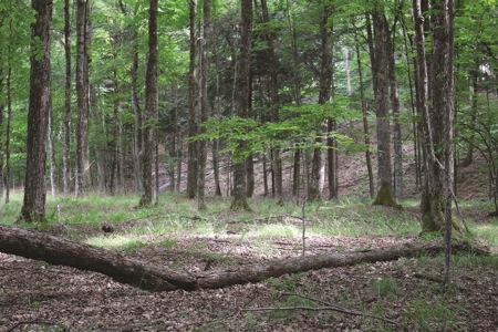 Michigan Recreational Property for Sale | NeBoShone Ranch - image 14