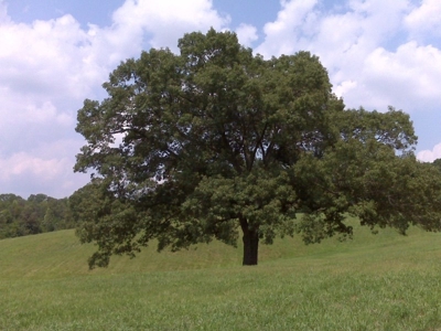 Bruner Rd. - image 2