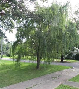 Charming 1 1/2 Sty 3 Bd. Home at Auction in Yates Center, KS - image 19