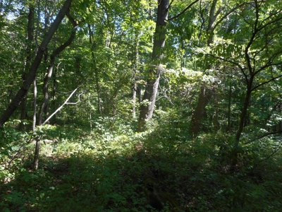 Real Estate Auction - 56 Acres - Newark, OH - image 1