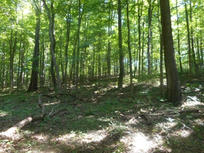 Real Estate Auction - 56 Acres - Newark, OH - image 12