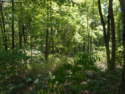 Real Estate Auction - 56 Acres - Newark, OH - image 4