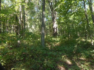 Real Estate Auction - 56 Acres - Newark, OH - image 5