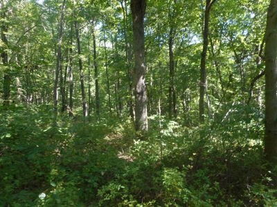 Real Estate Auction - 56 Acres - Newark, OH - image 3