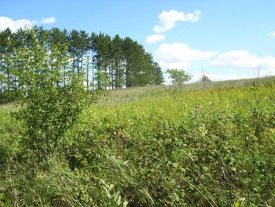 Great Hunting Parcel of 35 Acres - image 40