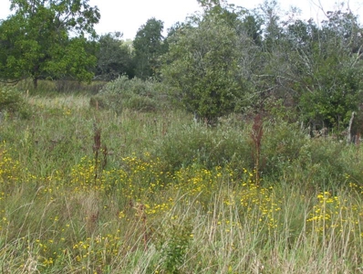 Great Hunting Parcel of 35 Acres - image 42
