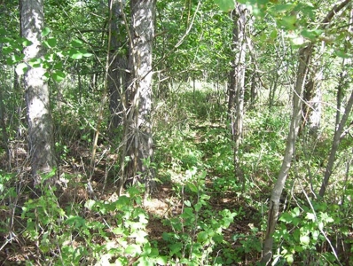 Great Hunting Parcel of 35 Acres - image 48
