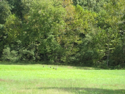 Country Home For Sale in Missouri!  60 Acres With Big House! - image 7