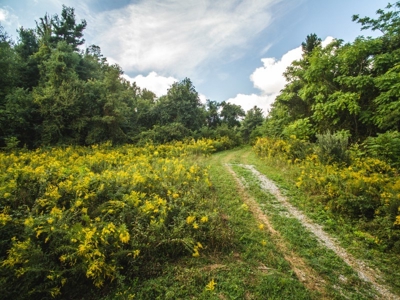 Absolute Auction of Farm Land in Copper Hill VA! - image 21