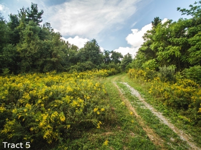 Absolute Auction of Farm Land in Copper Hill VA! - image 13
